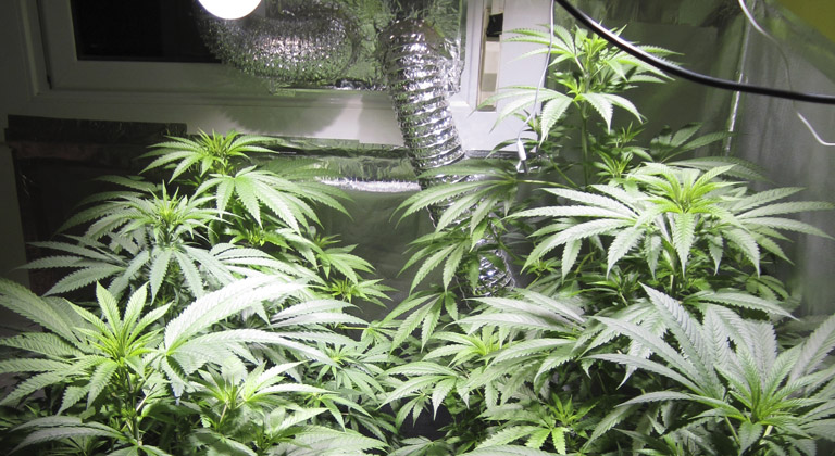 LED y cultivo de marihuana