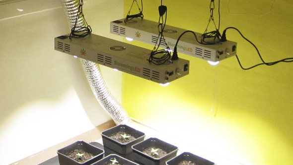 Blooming LED cultivo marihuana