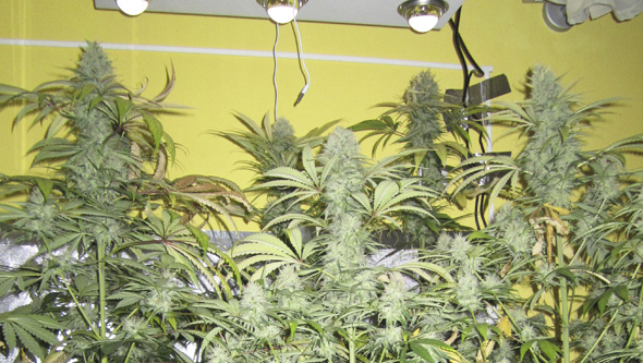 Floracion marihuana LED