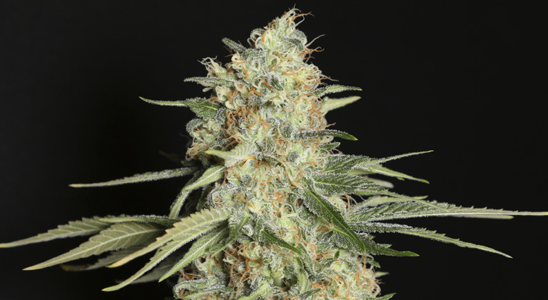 Feminisierte Cannabis Samen Katalog - La Huerta Growshop - La