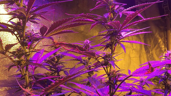 Plantas de marihuana en LED