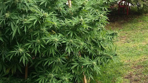 Plante de cannabis en sol