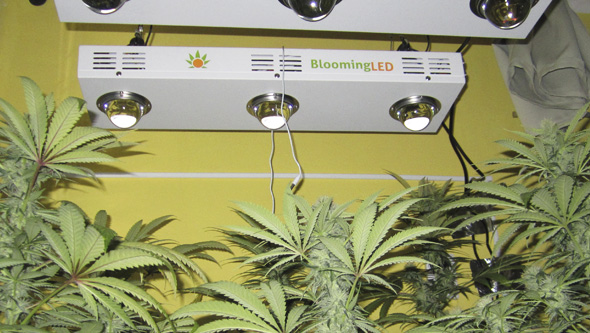 Blooming LED cannabis