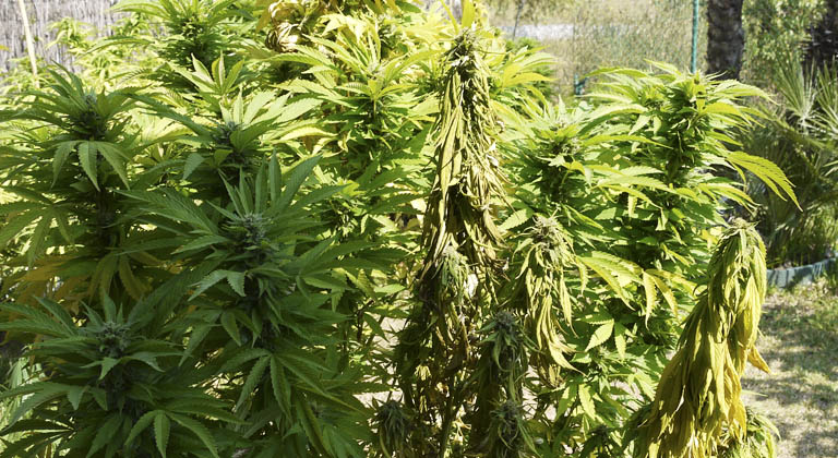 arrosage excessif sur cannabis fusarium