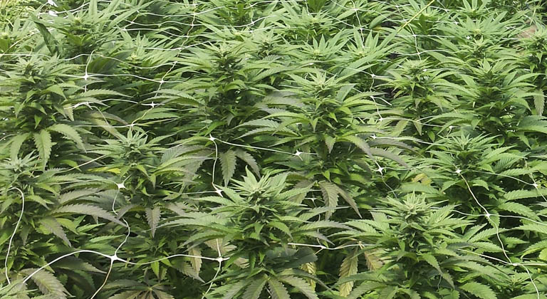 Medizinisches Cannabis: Anbau & Pflege von Hanfpflanzen »
