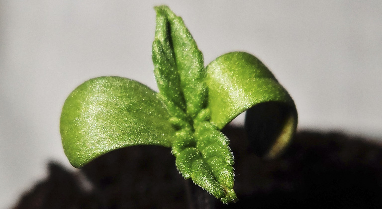 semilla marihuana germinada