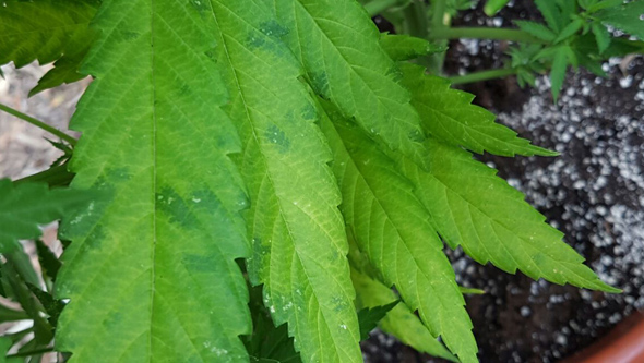 carencias o excesos marihuana