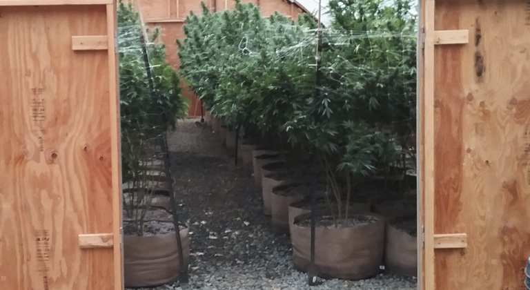 Plastic Pots vs Fabric Pots - The Right Pot For Cannabis 