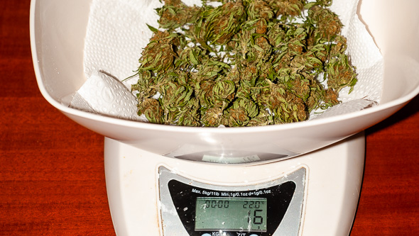cannabis scale