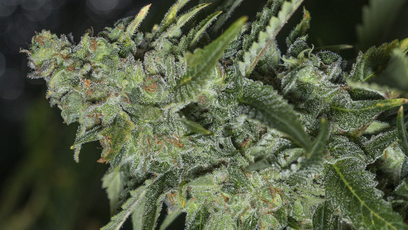 graines cbd eva seeds