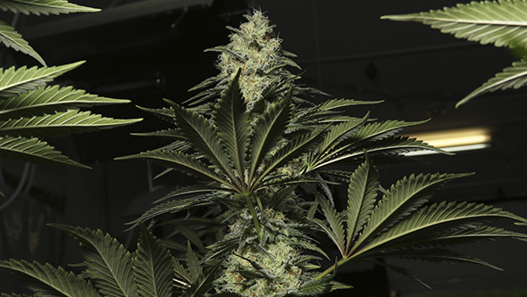 cultivar cannabis en interior