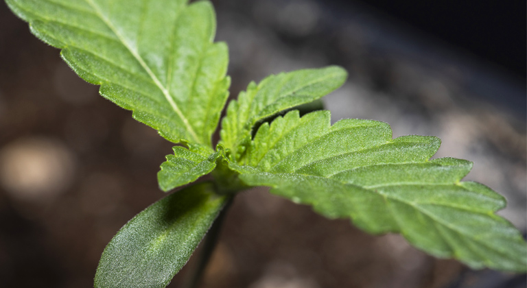 Cómo cultivar semillas autoflorecientes en exterior - La Huerta Blog