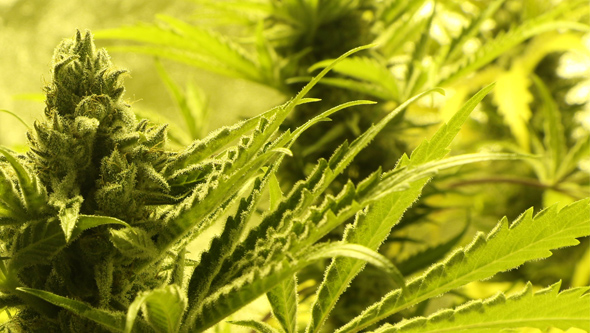 cultivo de cannabis cultivar cannabis