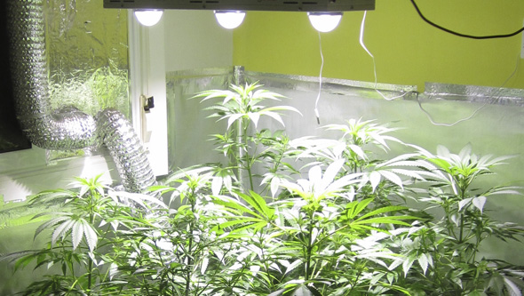 LED flowering cannabis