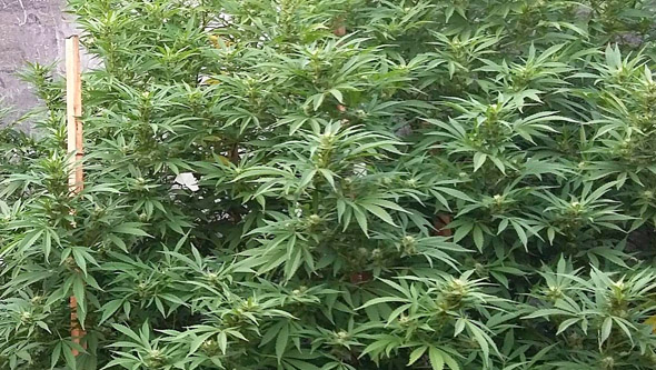 Cannabis field grow