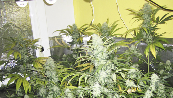 Blooming LED Flowering Cannabis