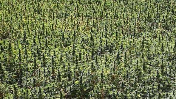 cannabis grown in Morocco