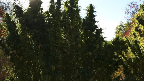 cannabis plants in smart pots