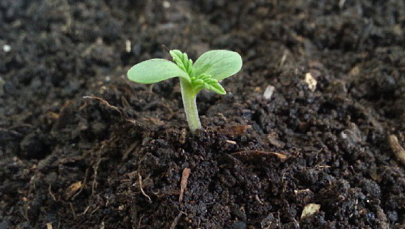 Cannabis seed germinated in soil