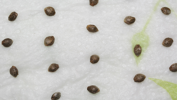 Cannabis seeds ready to germinate in paper towels