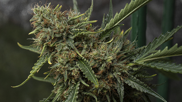 Cultiver de la cannabis à la maison