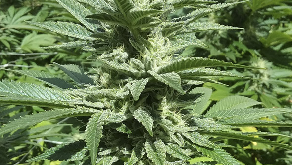 Feminized cannabis strain flowering