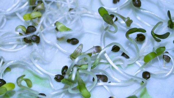 Germinated cannabis seeds waiting to be planted