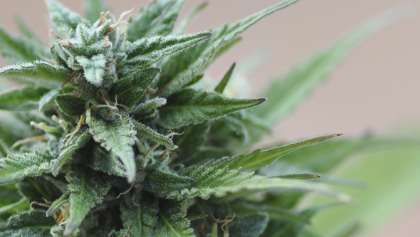 growing autoflowering cannabis in winter