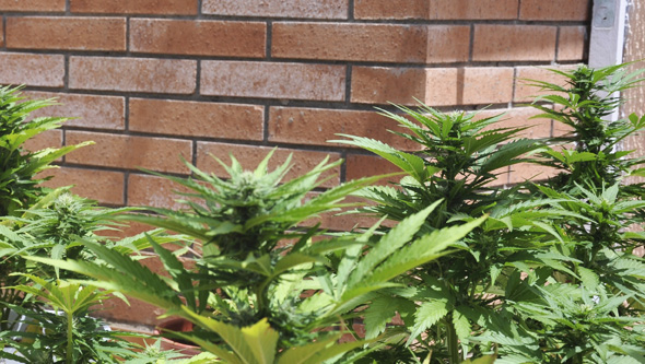 growing autoflowering plants outdoors