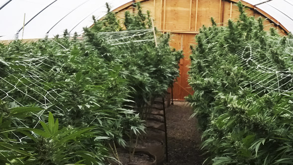 Growing cannabis in flowerpots