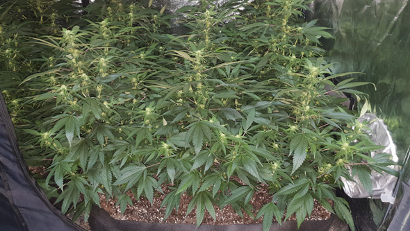 growing cannabis in smart pots