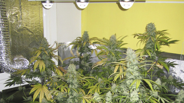 LED Cannabis Grow