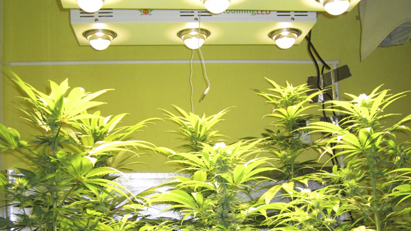 LED Cannabis Flowering