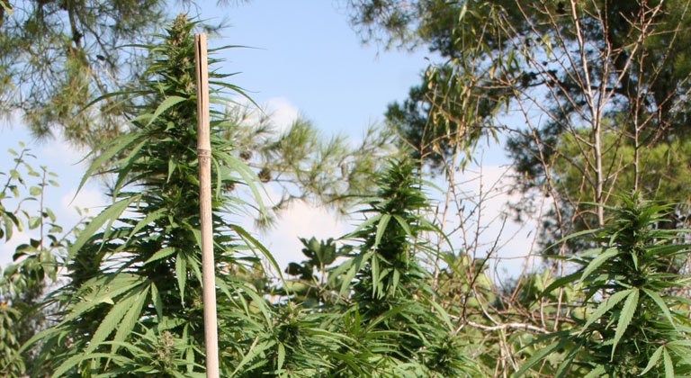 Cannabis plants outdoors