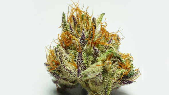 Cannabis bud