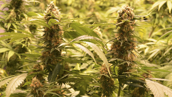Cannabis clones flowering indoors