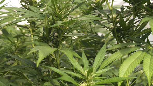 Cannabis plants flowering in a field