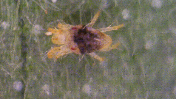 Red spider mites on cannabis