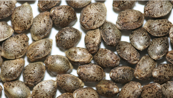 Cannabis seeds