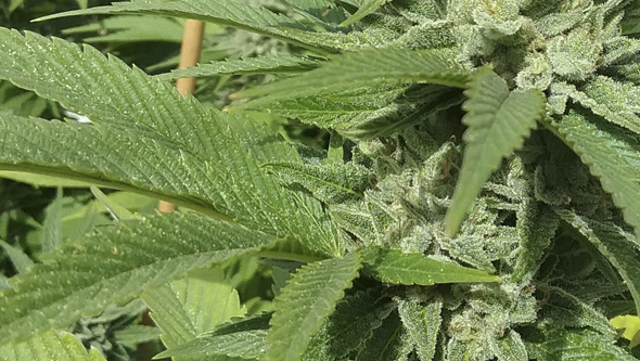 Flowering cannabis plant infected with red spider mites
