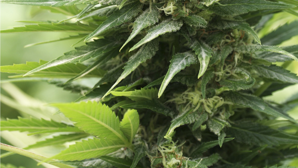 Cannabisfungizide gegen Mehltau