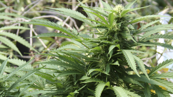 Natural predators for cannabis plants