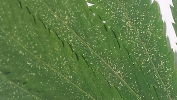 Cannabis plant under siege by red spider mites in the growth period