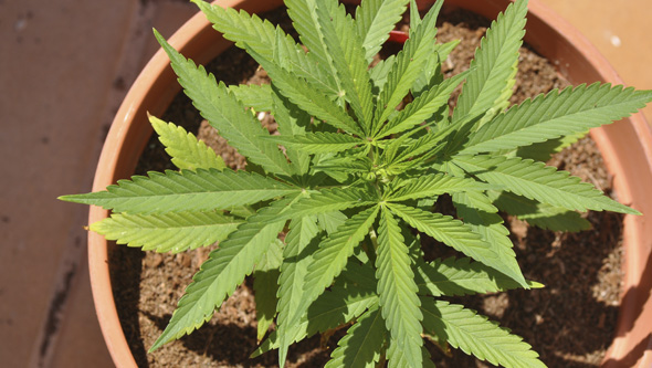 Selbstblühende Cannabispflanze in Kokosfasern