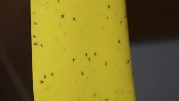 Sticky insect trap cannabis