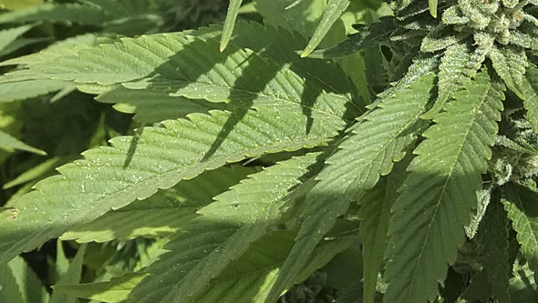 Flowering cannabis plant at the start of a red spider mite infestation.