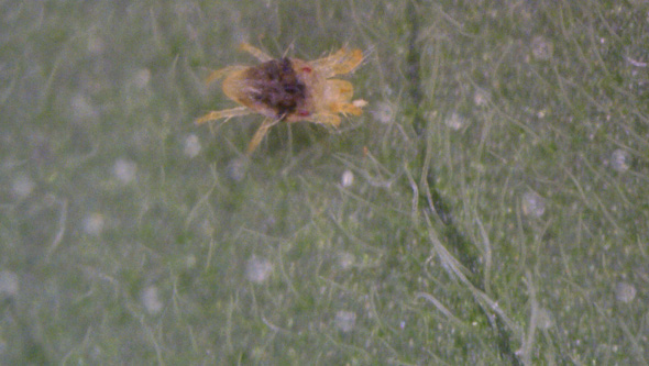 Red spider mite under a La Huerta Grow Shop microscope