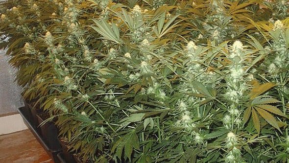 Cannabis Pflanze mit Gießstab