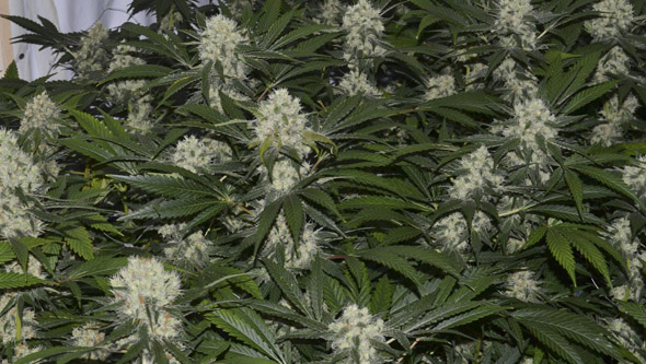 Automatische Bewässerung von Cannabis Pflanzen