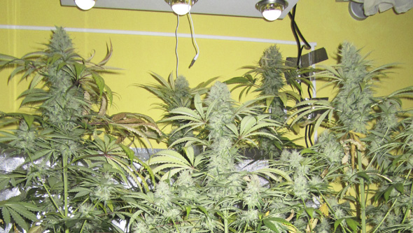 Cannabisblüten mit LED